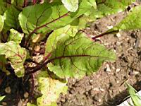 Betterave, Beta vulgaris L. var. rubra (2) (Photo F. Mrugala)